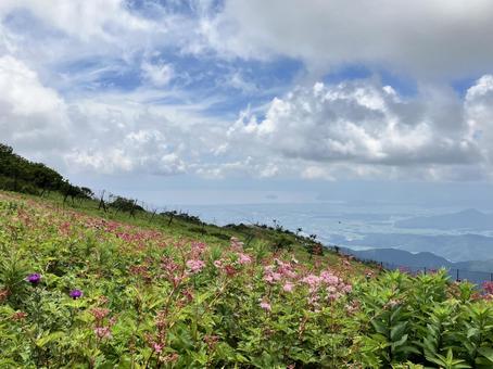 シモツケソウの群生 シモツケソウ,シモツケソウの群生,花の写真素材