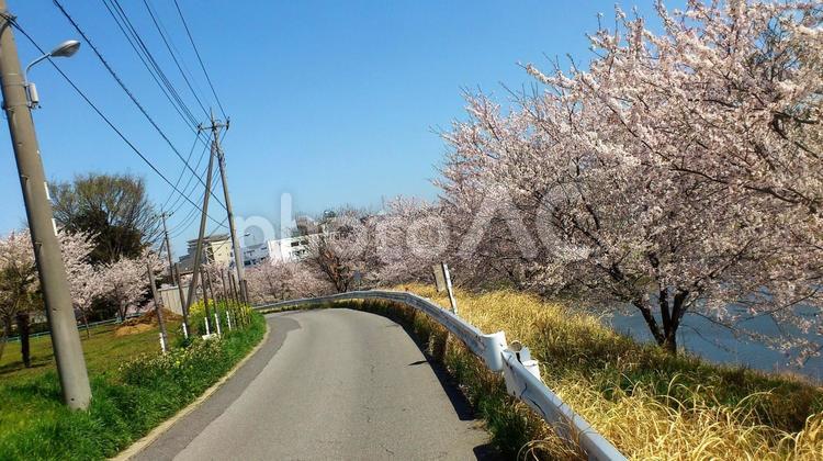 河原の桜２ 桜,花見,川べりの写真素材