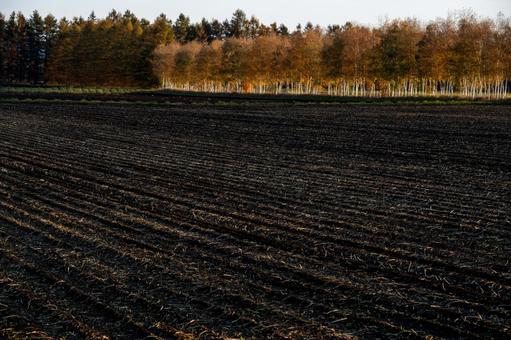 紅葉した白樺林と畑のコントラスト 白樺,紅葉,影の写真素材