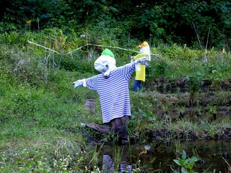 10月、稲刈りを終えた水田に残るカカシ カカシ,田畑,水田の写真素材