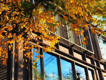 新丸ビルと美しく色づいた街路樹 丸の内,丸の内仲通り,街路樹の写真素材