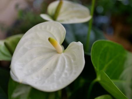 anthurium, fiori, fiore, fiore, JPG