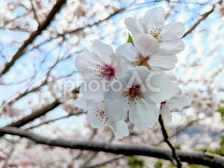桜と空(長崎市立山公園③) 桜,春,花の写真素材