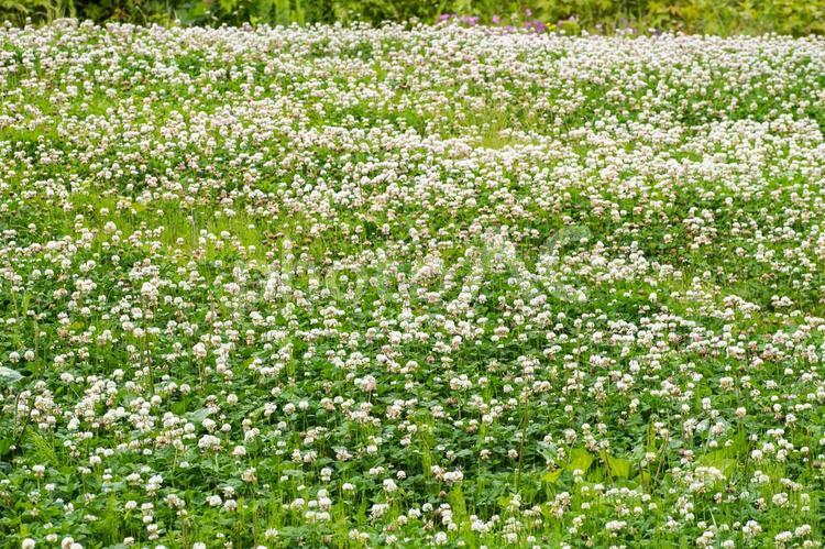 一面のシロツメクサ シロツメクサ,白詰草,花の写真素材