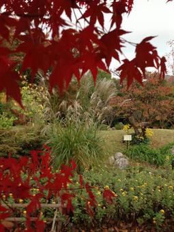 紅葉 紅葉の写真