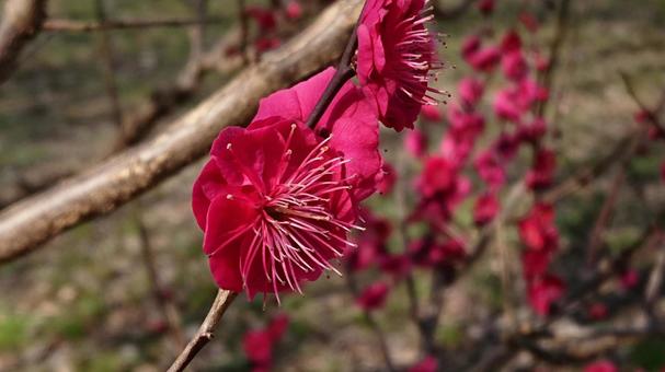 梅の花のアップの写真