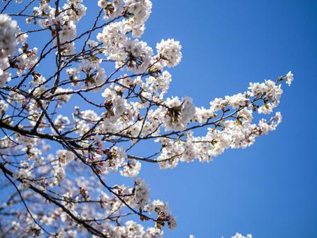 青空を背景に咲き誇る桜 青空を背景に咲き誇る桜の写真