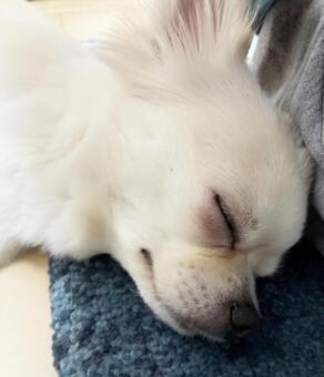 チワワの寝顔 チワワ,寝顔,うつ伏せの写真素材