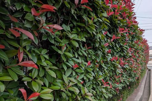 Photo, hedge, red robin, landscape, 