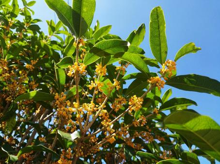 キンモクセイ キンモクセイ キンモクセイ,秋,秋の花の写真素材
