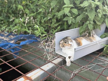 ねこ ねこの写真