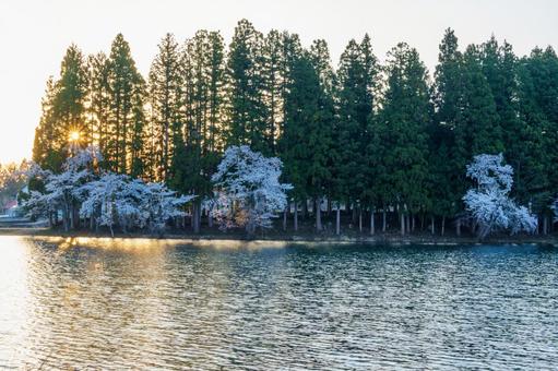 250501津南町中子の桜の写真