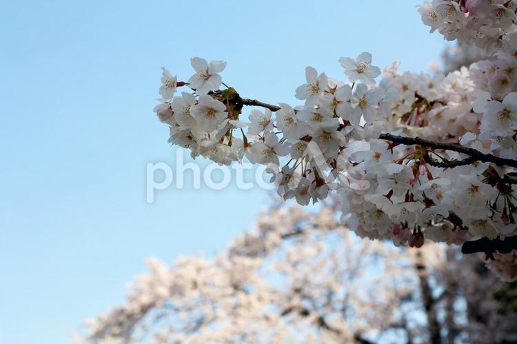 満開の桜　青空 桜,花,植物の写真素材