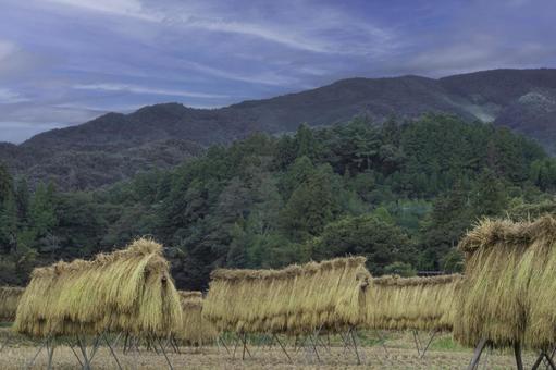 昔ながらのはさがけをしている風景 昔ながらのはさがけをしている風景 稲架掛け,循環型農業,天日干しの写真素材