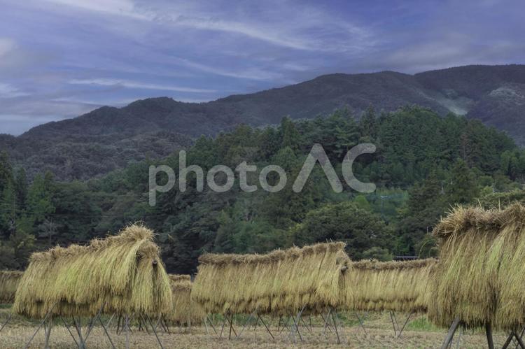 昔ながらのはさがけをしている風景 稲架掛け,循環型農業,天日干しの写真素材