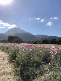 秋晴れのコスモス畑 秋晴れのコスモス畑 秋桜,秋花,秋の花の写真素材