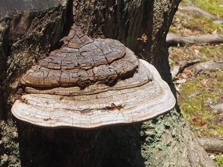 Polyporus polymorpha, sarunokoshikake, velvet, wood, JPG