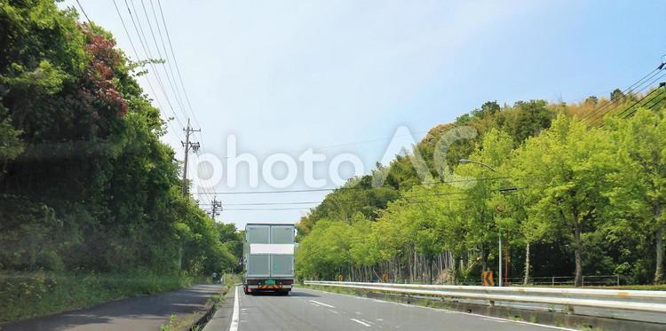 生き生きとした緑鮮やか　街路樹　春　空 街路樹,並木道,並木の写真素材