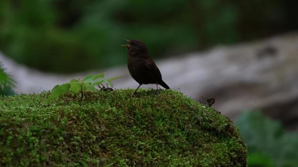 ミソサザイ(鷦鷯) 自然,野鳥,鳥の写真素材
