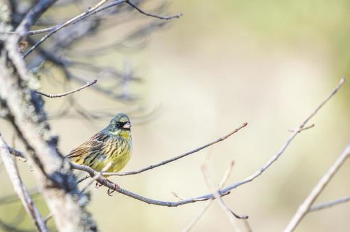 春光を浴びる小鳥 野鳥,小鳥,鳥の写真素材