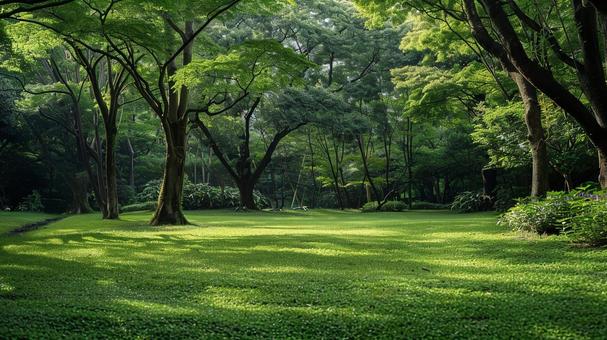 森林 森林の写真