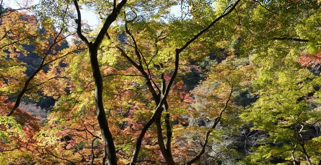 紅葉2 紅葉2の写真