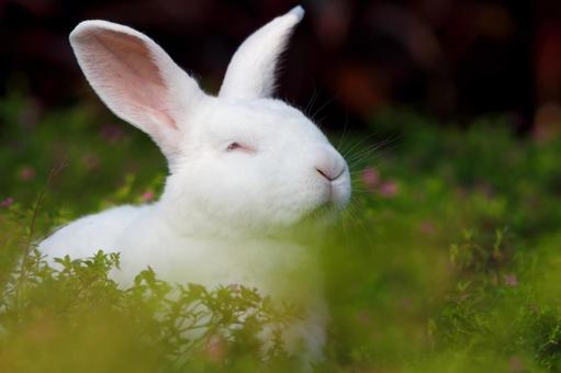 ペットのうさぎの写真