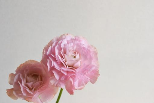 ピンクのラナンキュラス ピンクのラナンキュラスの写真