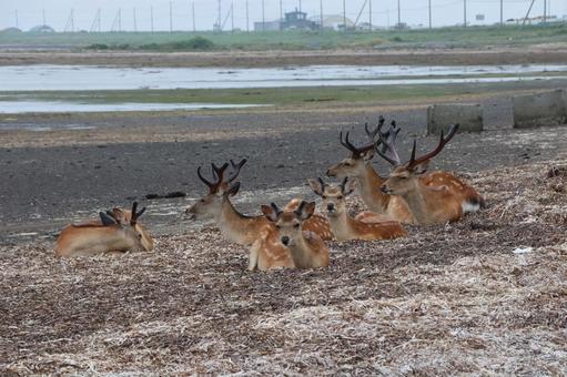 Photo, ezoshima, yezo deer, deer, 