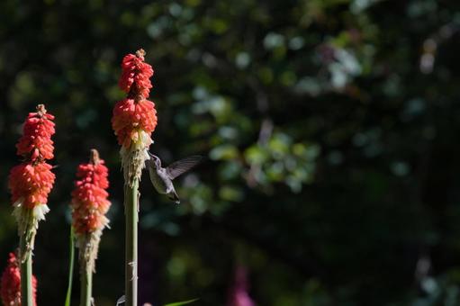Photo, anna&#39;s hummingbird, hummingbird, flower, 