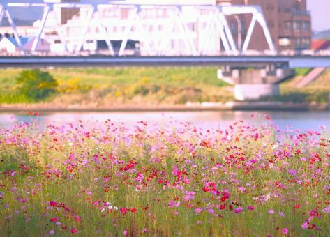 朝の橋、手前にコスモス畑 朝の橋、手前にコスモス畑の写真