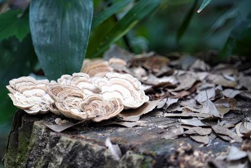 カイガラタケ カイガラタケ カイガラタケ,横浜里山ガーデン,里山ガーデンの写真素材