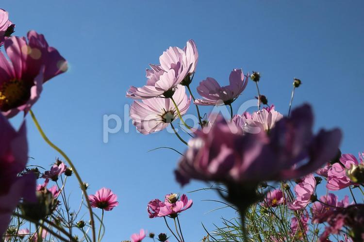 青空に伸びる秋桜② コスモス,ぼけ,ボケの写真素材