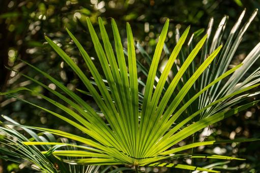 森の中で朝日に輝くトウシュロ 森の中で朝日に輝くトウシュロ 植物,葉,緑の写真素材