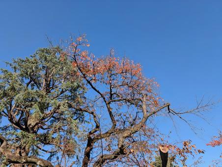 青い空と木 空,快晴,木の写真素材