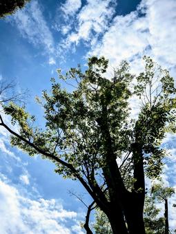 木と空と雲 木,空,雲の写真素材