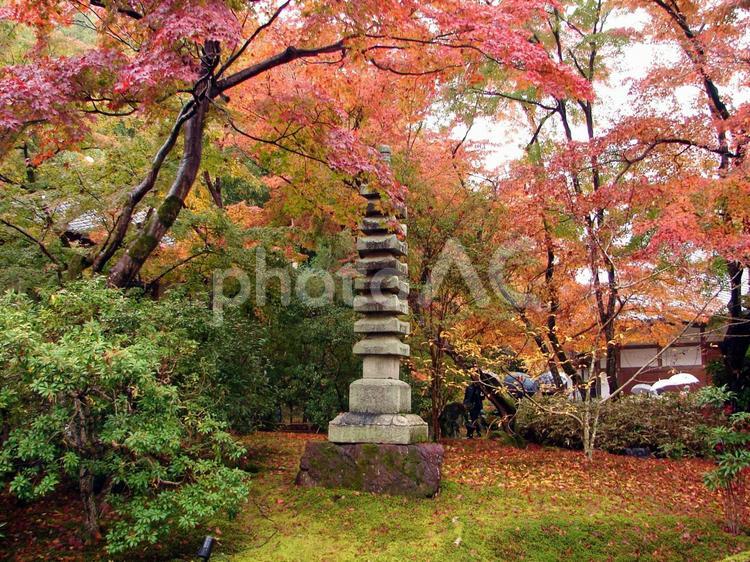 秋　雨の京都　宝厳院の紅葉 宝厳院,京都,嵐山の写真素材