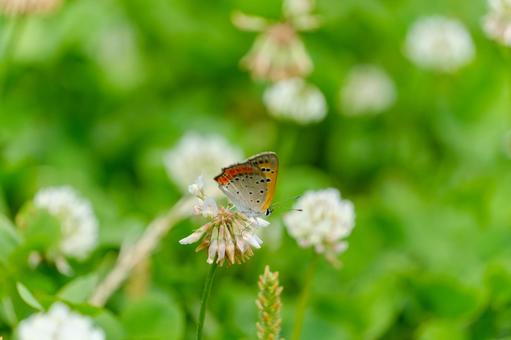 シロツメクサで蜜を吸うベニシジミ シロツメクサで蜜を吸うベニシジミの写真