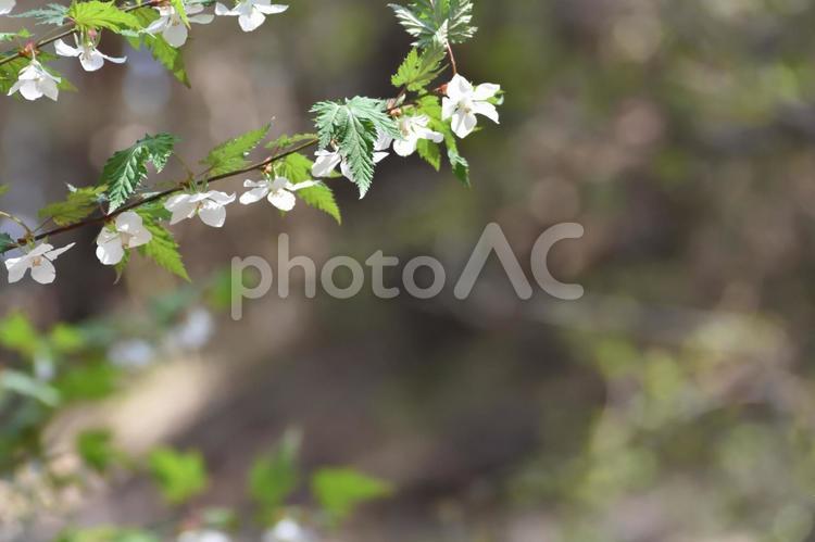 モミジイチゴ モミジイチゴ,花,白色の写真素材