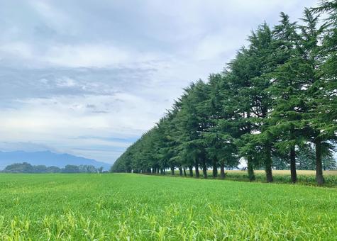 畑に立ち並ぶ木 針葉樹,木,平地の写真素材
