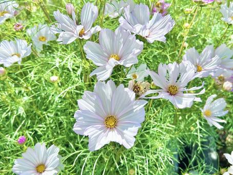 アポロラブソング コスモス,アポロラブソング,秋の写真素材