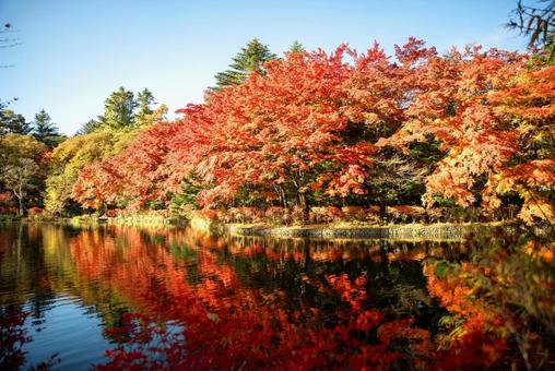 紅葉 紅葉の写真