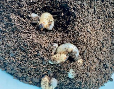 カブトムシの幼虫達 カブトムシ,土,ご飯の写真素材