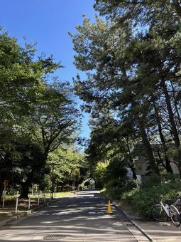 さわやかな夏の並木道 さわやかな夏の並木道 青空,夏,緑の写真素材