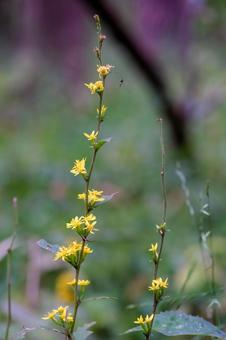 アキノキリンソウ アキノキリンソウ,秋の麒麟草,キク科の写真素材