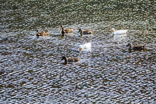 アヒルとカモ⑾ アヒルとカモ⑾ 鳥,アヒル,マガモの写真素材