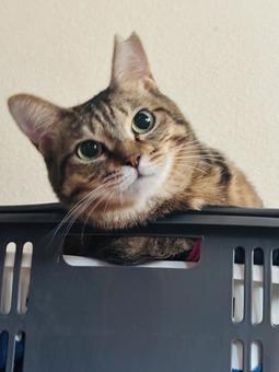 さくら耳 さくら耳の写真
