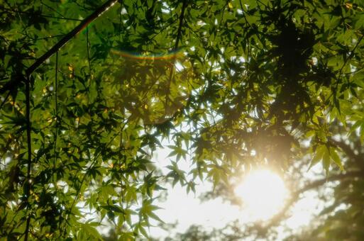 木漏れ日 自然,緑,木漏れ日の写真素材