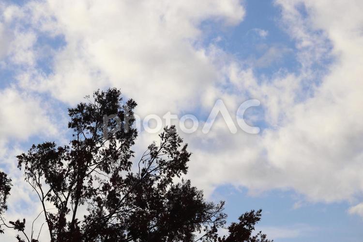 空と木 木,空,自然の写真素材