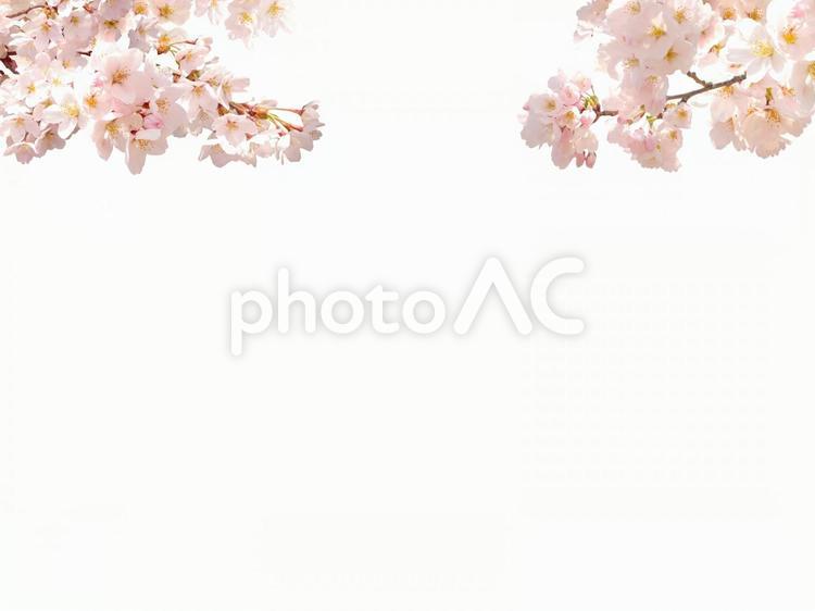 psdキリヌキ桜 psd,桜,春の写真素材